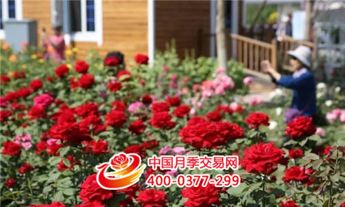 “特色小鎮”or ＂美麗鄉村＂建設 快看這些小鎮模范！(圖1)